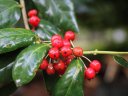 phoca_thumb_s_ilex_cornuta_2011.jpg