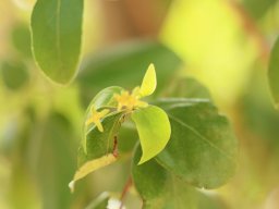 Jacquinia_aurantiaca1