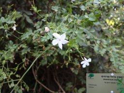 jasminum-mesnyi-nov-17-2