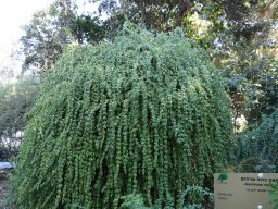 jasminum-mesnyi-nov-17