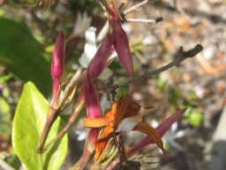 jasminum-nitidum-26-04-2014a