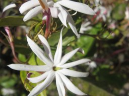 jasminum-nitidum-26-04-2014b