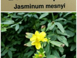 jasminum_mesnyi