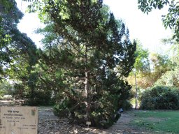hava &raquo; Juniperus