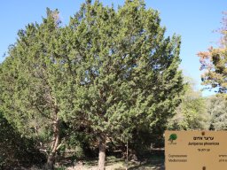 juniperus-phoenicea-11-2017