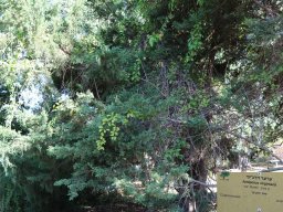 juniperus-virginiana-nov-17