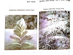 hava &raquo; Kalanchoe