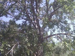 kigelia-pinnata--