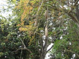 kigelia-pinnata-26-04-2014