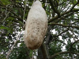 kigelia-pinnata20160326