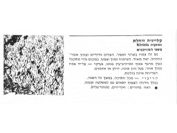 hava &raquo; Kleinia