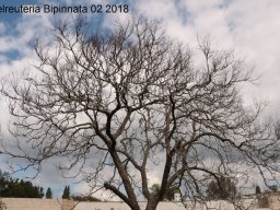 Koelreuteria-Bipinnata-02-2018