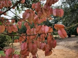 Koelreuteria_bipinnata