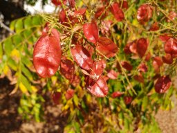 koelreuteria-paniculata-2016-10