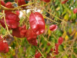 koelreuteria-paniculata-201610b