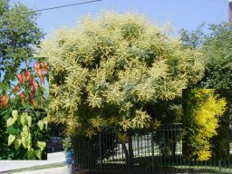 koelreuteria-paniculata
