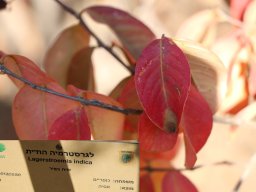 Lagerstremia-indica-11-2017
