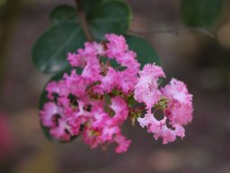 Lagerstroemia2018a