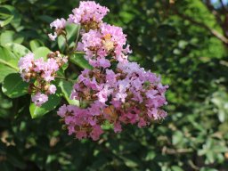 Lagerstroemia_2018