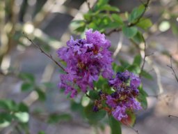 Lagerstroemia_2018_c