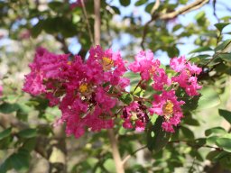 Lagerstroemia_2018f