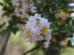 Lagerstroemia_2018g
