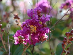 Lagerstroemia_2018h