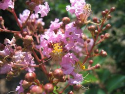 hava &raquo; Lagerstremia