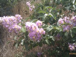 lagerstroemia-hybrid--1