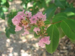lagerstroemia-hybrid-06-2014