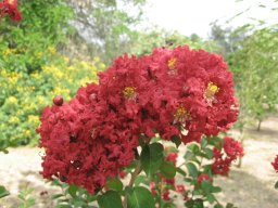 lagerstroemia-indica----