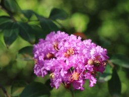 lagerstroemia-indica-2018-06-23-2