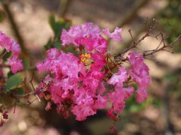 lagerstroemia-indica-2018-06-23-4