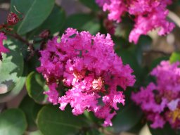 lagerstroemia-indica-2018-06-23-7