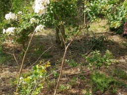 lagerstroemia-indica-june-2017