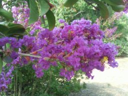 lagerstroemia-indica