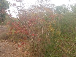 lagerstroemia_indica