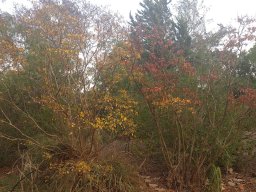 lagerstroemia_indica_A