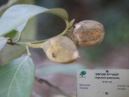 hava &raquo; Lagunaria