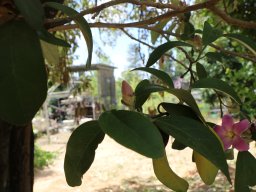 Lagunaria_patersonia