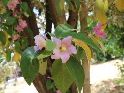 Lagunaria_patersonia052020