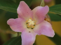 Lagunaria_patersonia052020_A
