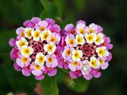 hava &raquo; Lantana