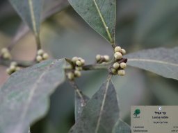 Laurus-nobilis-12-2017