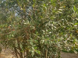 Laurus_novocanariensis