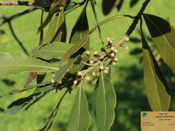 hava &raquo; Laurus