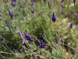 hava &raquo; Lavandula