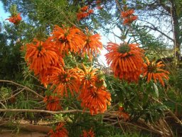 hava &raquo; Leonotis