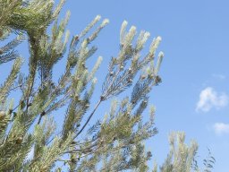 hava &raquo; Leucadendron