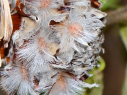 Leucadendron-galpinii_1